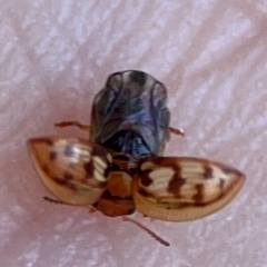 Peltoschema delicatulum (Leaf beetle) at Mount Ainslie - 24 Apr 2024 by Hejor1