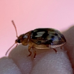 Peltoschema delicatulum at Mount Ainslie - 24 Apr 2024