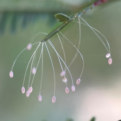 Neuroptera (order) (Unidentified lacewing) at Mount Ainslie - 24 Apr 2024 by Hejor1