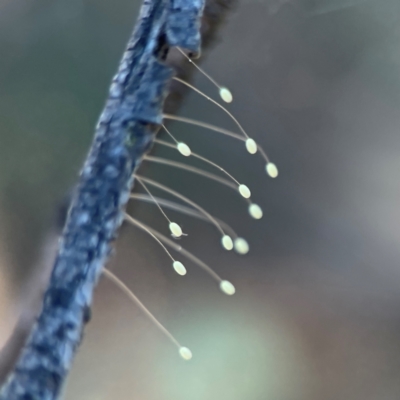 Neuroptera (order) (Unidentified lacewing) at Mount Ainslie - 24 Apr 2024 by Hejor1