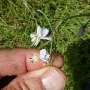 Arthropodium milleflorum at SCR380 at Windellama - suppressed