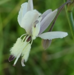 Arthropodium milleflorum at SCR380 at Windellama - suppressed