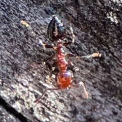 Crematogaster sp. (genus) (Acrobat ant, Cocktail ant) at Mount Ainslie - 24 Apr 2024 by Hejor1