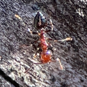 Crematogaster sp. (genus) at Mount Ainslie - 24 Apr 2024