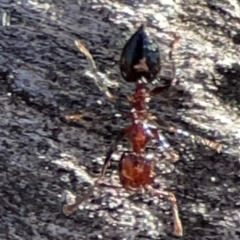 Crematogaster sp. (genus) at Mount Ainslie - 24 Apr 2024