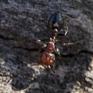 Crematogaster sp. (genus) at Mount Ainslie - 24 Apr 2024