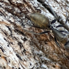 Camponotus aeneopilosus (A Golden-tailed sugar ant) at Mount Ainslie - 24 Apr 2024 by Hejor1