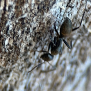 Camponotus aeneopilosus at Mount Ainslie - 24 Apr 2024 02:23 PM