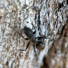 Camponotus aeneopilosus at Mount Ainslie - 24 Apr 2024 02:23 PM