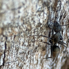 Camponotus aeneopilosus at Mount Ainslie - 24 Apr 2024 02:23 PM