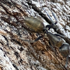 Camponotus aeneopilosus at Mount Ainslie - 24 Apr 2024 02:23 PM