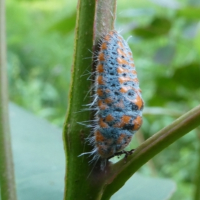 Monophlebulus sp. (genus) (Giant Snowball Mealybug) at SCR380 at Windellama - 28 Feb 2024 by peterchandler