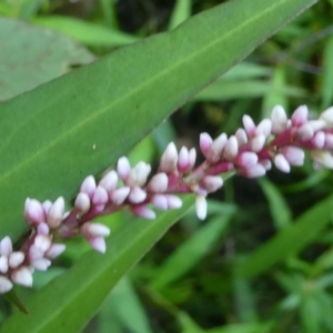 Persicaria decipiens at suppressed - 28 Feb 2024