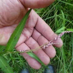 Persicaria decipiens at suppressed - 28 Feb 2024