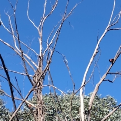 Callocephalon fimbriatum (Gang-gang Cockatoo) at Mawson, ACT - 25 Apr 2024 by shube