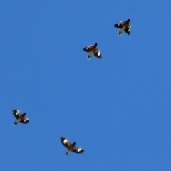 Acridotheres tristis (Common Myna) at WREN Reserves - 25 Apr 2024 by KylieWaldon