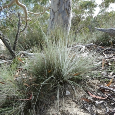 Rytidosperma sp. (Wallaby Grass) at SCR380 at Windellama - 28 Feb 2024 by peterchandler