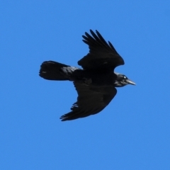 Corvus coronoides (Australian Raven) at WREN Reserves - 24 Apr 2024 by KylieWaldon
