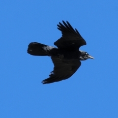 Corvus coronoides (Australian Raven) at WREN Reserves - 25 Apr 2024 by KylieWaldon