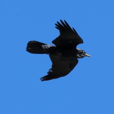 Corvus coronoides (Australian Raven) at WREN Reserves - 24 Apr 2024 by KylieWaldon
