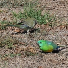 Psephotus haematonotus (Red-rumped Parrot) at Wodonga - 25 Apr 2024 by KylieWaldon