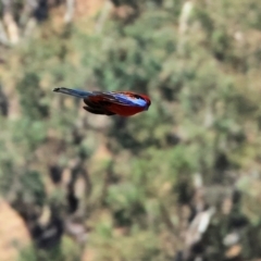 Platycercus elegans (Crimson Rosella) at Wodonga - 25 Apr 2024 by KylieWaldon