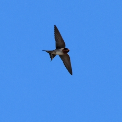 Hirundo neoxena (Welcome Swallow) at WREN Reserves - 25 Apr 2024 by KylieWaldon