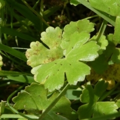 Hydrocotyle sibthorpioides (A Pennywort) at Windellama, NSW - 28 Feb 2024 by peterchandler