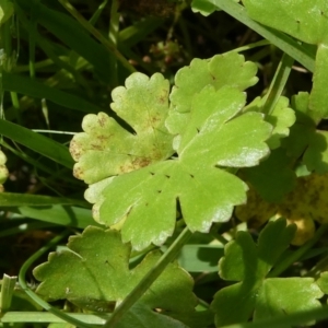 Hydrocotyle sibthorpioides at Windellama, NSW - 28 Feb 2024