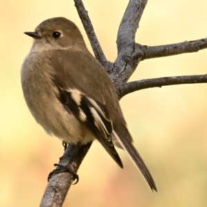 Petroica phoenicea at The Pinnacle - 25 Apr 2024 11:37 AM