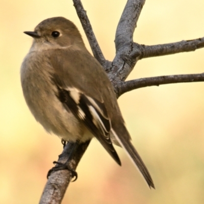 Petroica phoenicea (Flame Robin) at Weetangera, ACT - 25 Apr 2024 by Thurstan