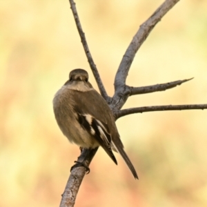 Petroica phoenicea at The Pinnacle - 25 Apr 2024 11:37 AM