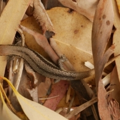 Lampropholis guichenoti at Freshwater Creek, VIC - 2 Dec 2020 by WendyEM