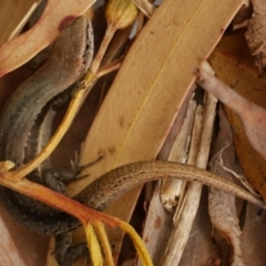 Lampropholis guichenoti at WendyM's farm at Freshwater Ck. - 2 Dec 2020 02:22 PM