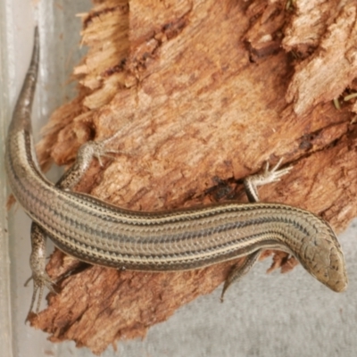 Acritoscincus duperreyi at WendyM's farm at Freshwater Ck. - 2 Dec 2020 by WendyEM