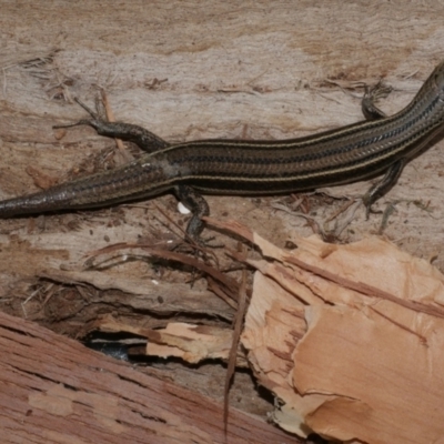 Unidentified Skink at Freshwater Creek, VIC - 15 Dec 2020 by WendyEM