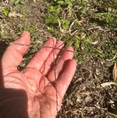 Unidentified Grass at Kangaroo Valley, NSW - 25 Apr 2024 by lbradleyKV