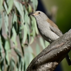 Colluricincla harmonica (Grey Shrikethrush) at Weetangera, ACT - 25 Apr 2024 by Thurstan