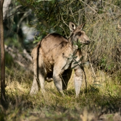 Macropus giganteus (Eastern Grey Kangaroo) at Weetangera, ACT - 25 Apr 2024 by Thurstan