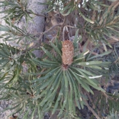 Banksia littoralis (Swamp Banksia) at Kensington, WA - 25 Apr 2024 by kentstreetshs