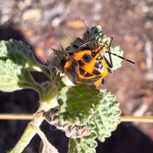 Agonoscelis rutila at Mount Majura - 21 Apr 2024