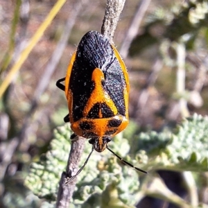 Agonoscelis rutila at Mount Majura - 21 Apr 2024