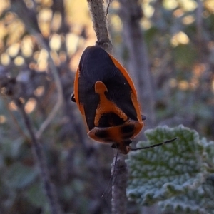 Agonoscelis rutila at Mount Majura - 21 Apr 2024