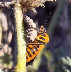 Agonoscelis rutila at Mount Majura - 21 Apr 2024