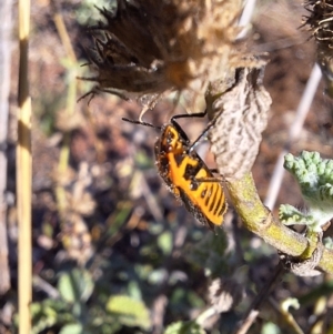 Agonoscelis rutila at Mount Majura - 21 Apr 2024