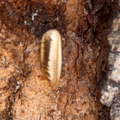 Blattidae sp. (family) (Unidentified blattid cockroach) at Parkes, ACT - 25 Apr 2024 by Hejor1