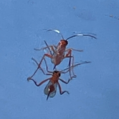 Ichneumonidae (family) (Unidentified ichneumon wasp) at Parkes, ACT - 25 Apr 2024 by Hejor1