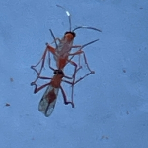 Ichneumonidae (family) at Parkes, ACT - 25 Apr 2024