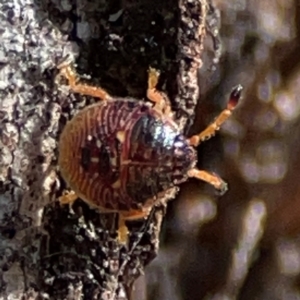 Anischys luteovarius at Parkes, ACT - 25 Apr 2024