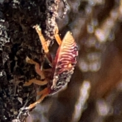 Anischys luteovarius at Parkes, ACT - 25 Apr 2024